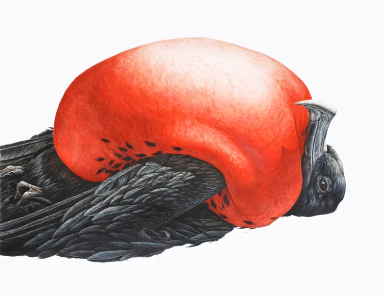 Frigatebird 38"X50" ink on paper 2012