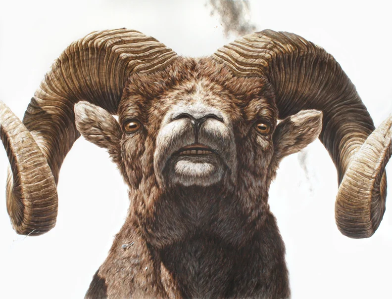 Ram 38"X50" ink on paper 2010