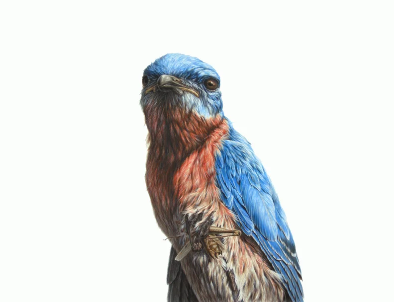 Bluebird 38"X50" ink on paper 2009