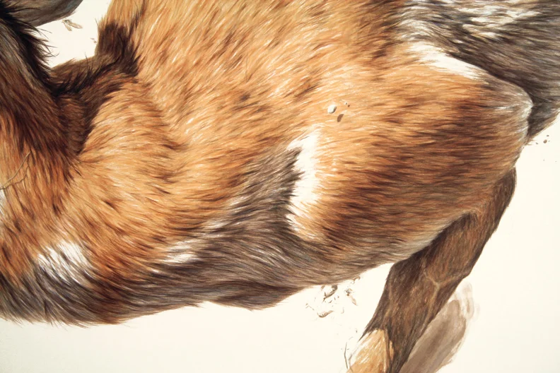 Pronghorn II (detail)