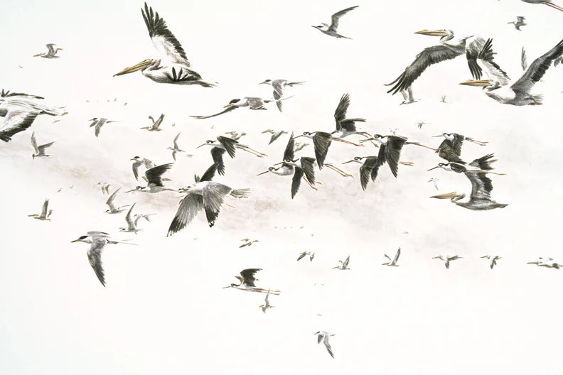 Salton (detail)