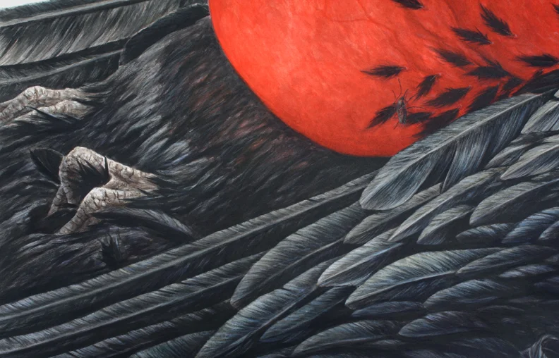 Frigatebird detail
