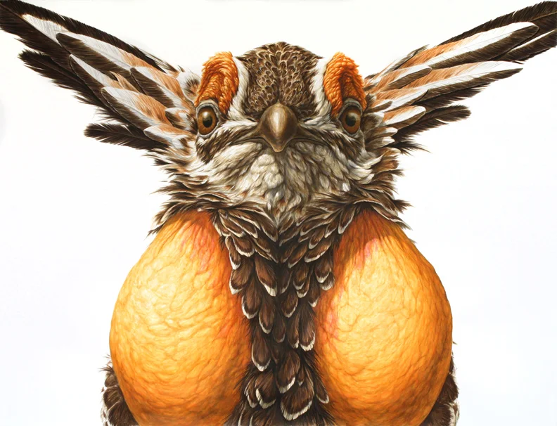 Heath Hen 38"X50" ink on paper 2014