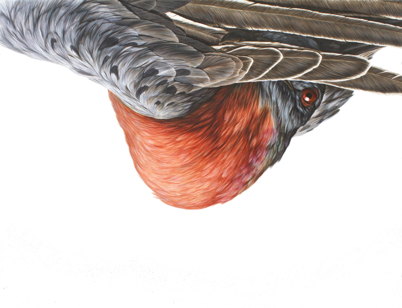 Passenger 2 38"X50" ink on paper 2013