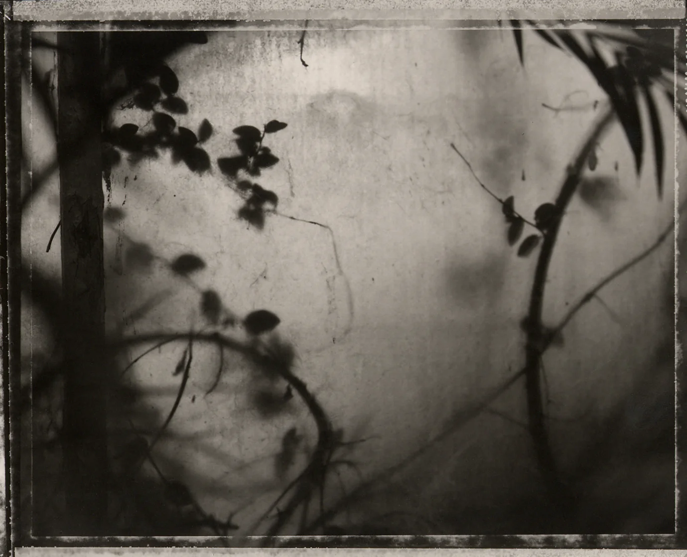 Untitled, Garfield Park Conservatory