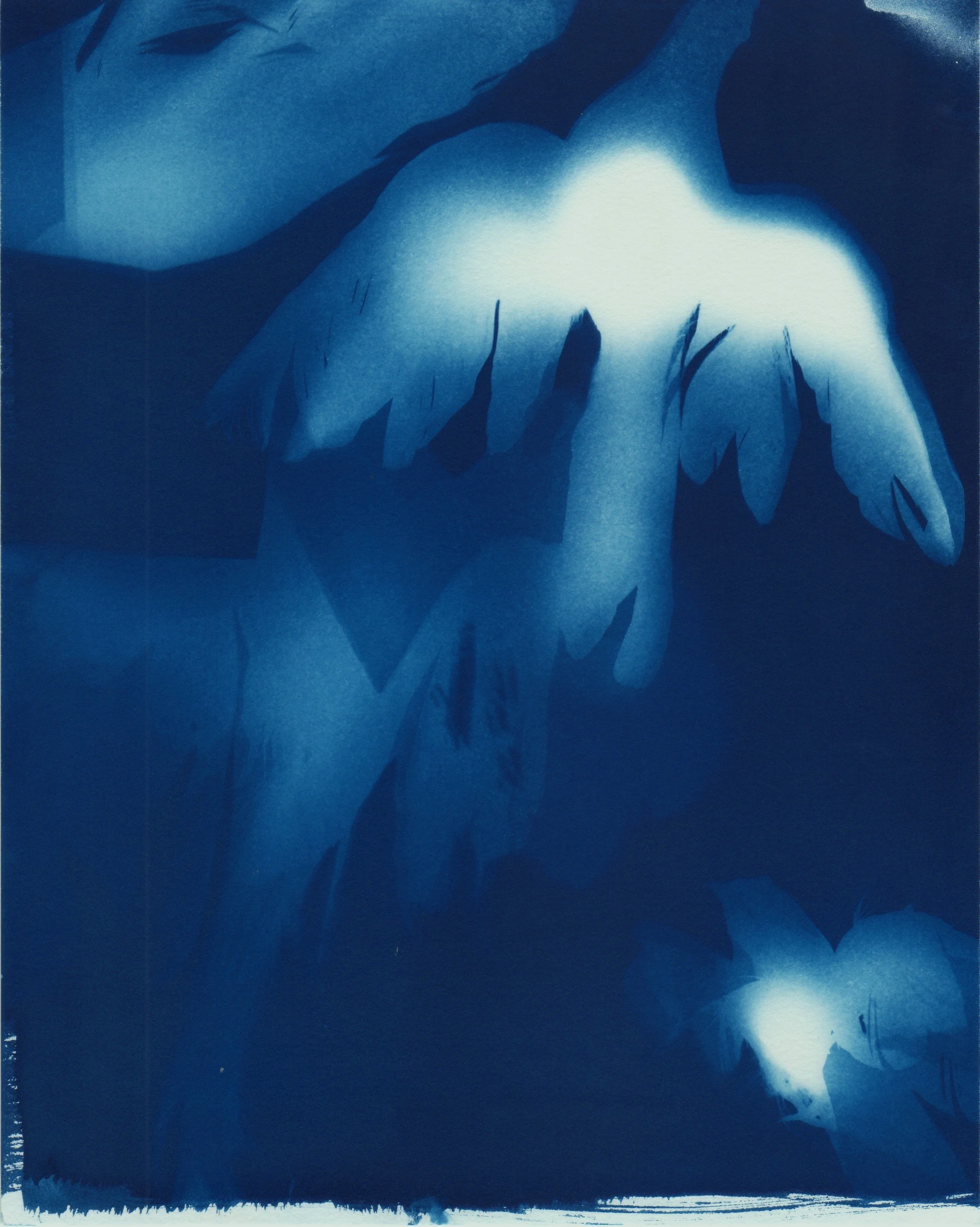 Flying Birds 6