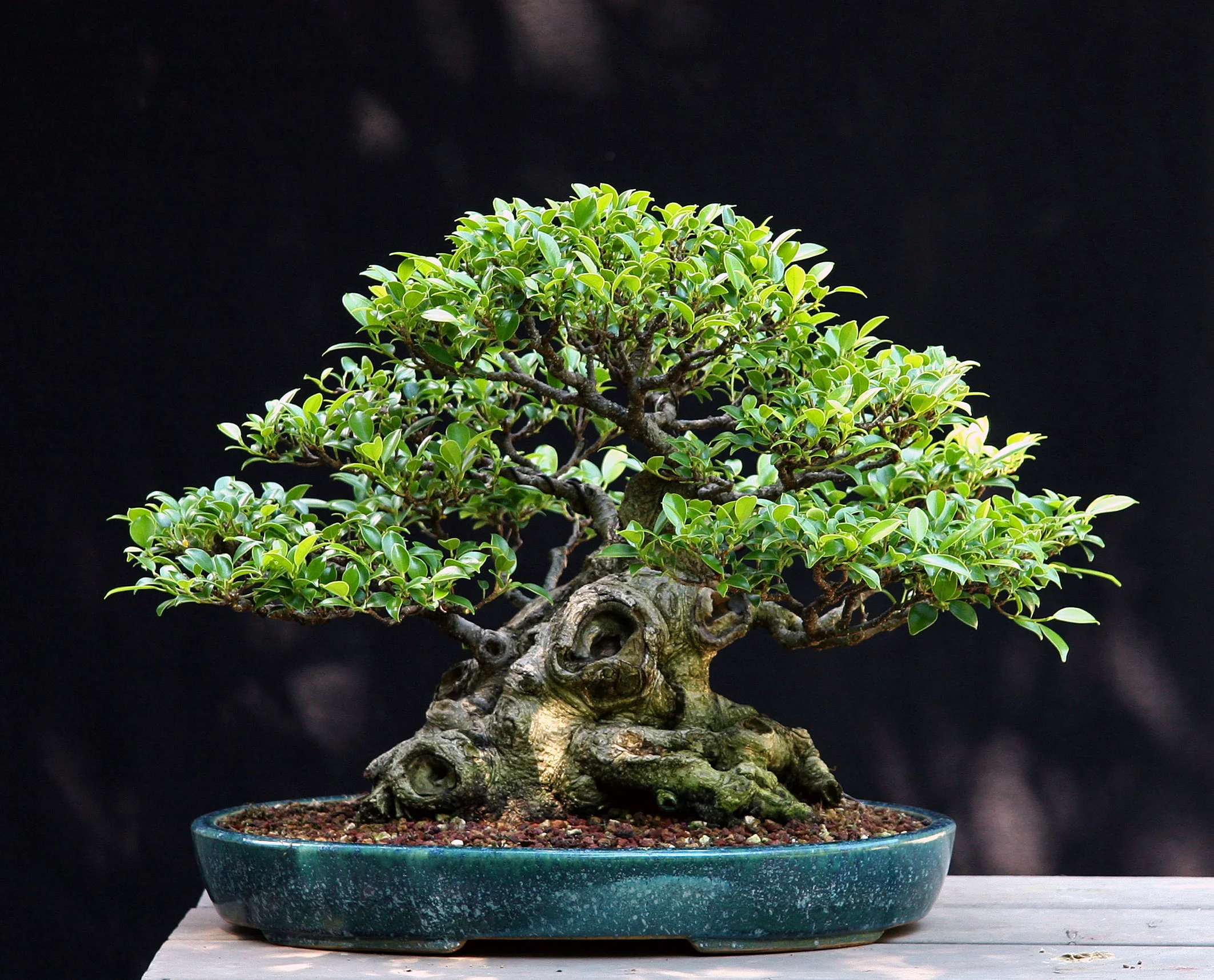 Ficus microcarpa. Winner of the 2012 A.B.S. John Naka Award Hobbyist Division, Grown in North America