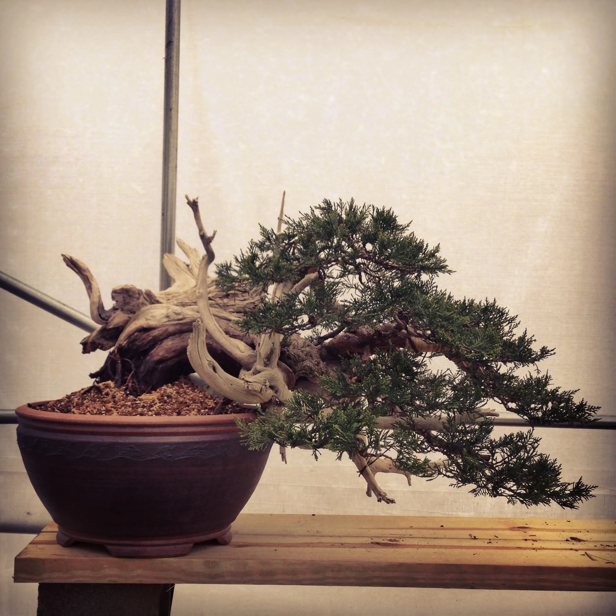 A big Rocky Mountain Juniper I acquired from Bonsai Mirai in 2011. This is its first bonsai pot; a beautiful, slightly large Sara Rayner semi-cascade.
