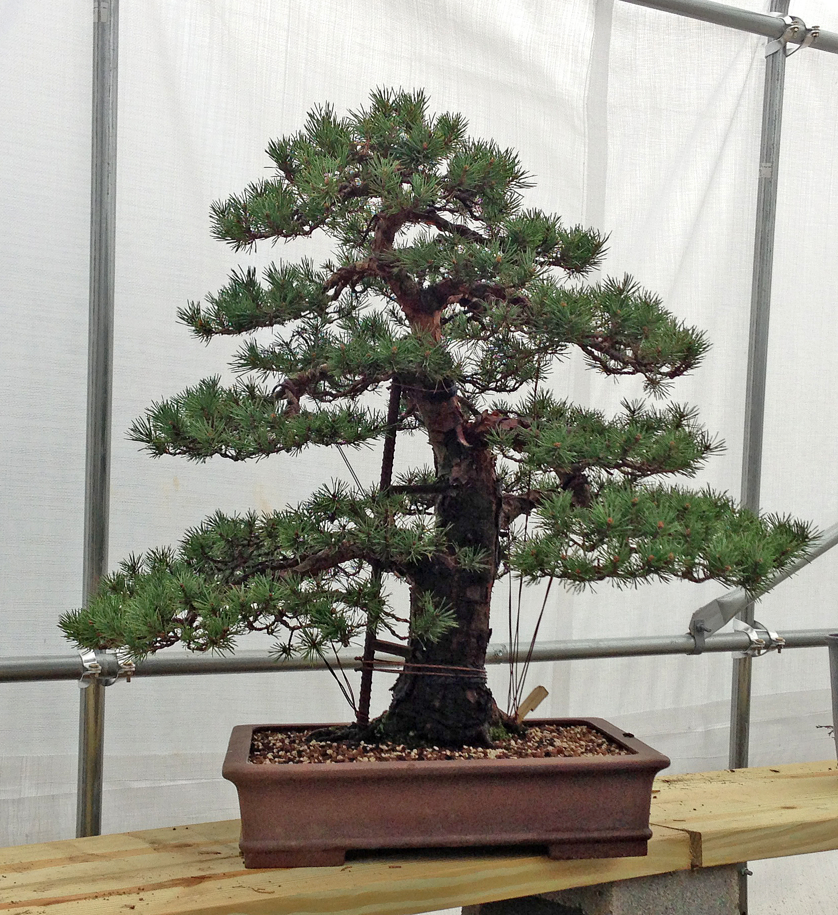 My Scots Pine 'Beuvronensis' that has been in development since 2004. Hope to remove all of the hardware next spring. 