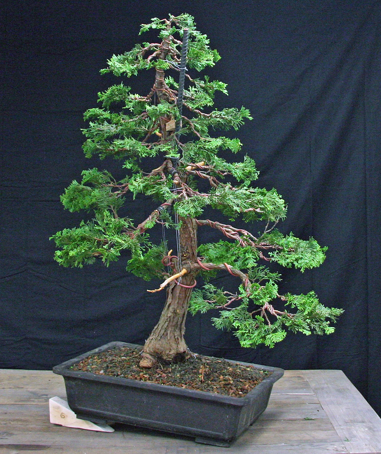 The tree as it stands today. We've left more branches and foliage than the refined tree will have. Many of the lower branches will probably be removed and a more natural and irregular silhouette will be created from the new branching that hasn't yet grown. But we're happy with the start of this elegant new bonsai.