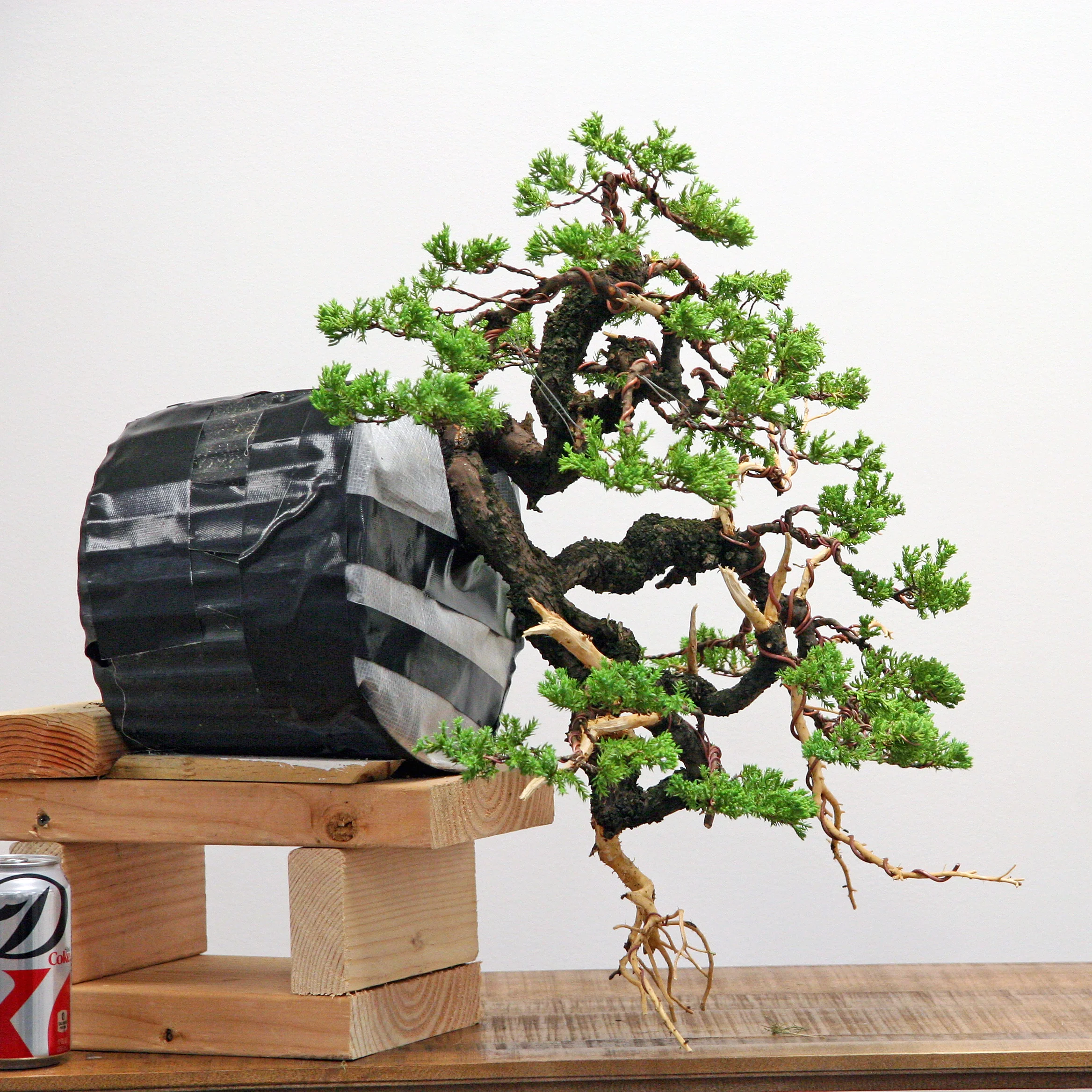 A more interesting choice of front. The only downside is less coherence in the movement of the main three trunk lines. This can be improved by slightly rearranging the lower trunks in relation to each other. All of the foliage needs tweaking to compact the tree with this front. For now, I've stressed this tree enough. Now is the tIme to let it recover.