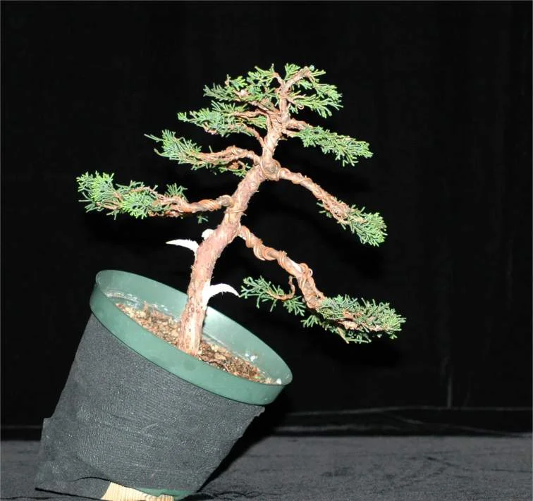 At the end of the eight-hour day. Didn't look like much. But the judges felt it demonstrated the best work on a bonsai that day.