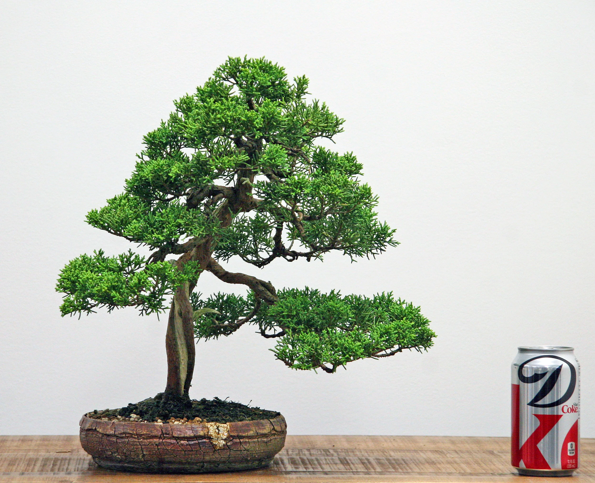 The tree today, 8/30/13. Repotted at a new angle, thinned and unwired. Ready to rest for the winter. Stay tuned to see how this tree develops in the future. 