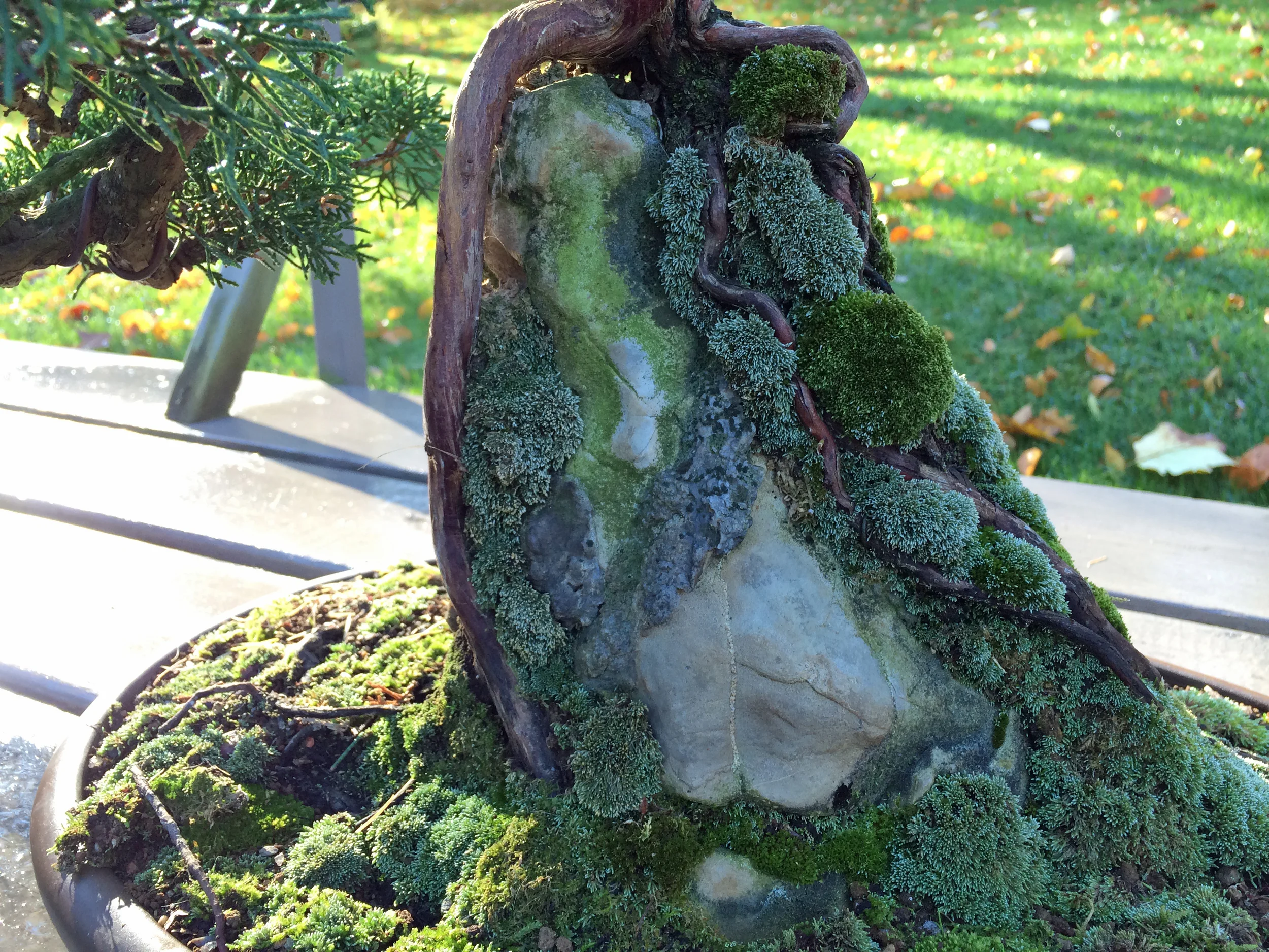 Closeup or root and rock