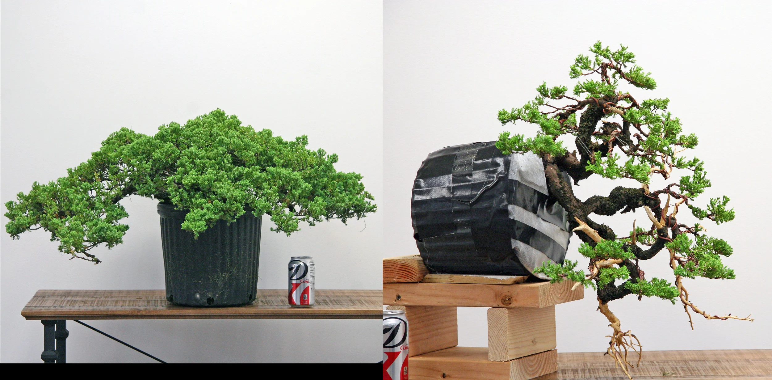 Before and after with the wonderful pre-bonsai material you'll work with in this workshop.