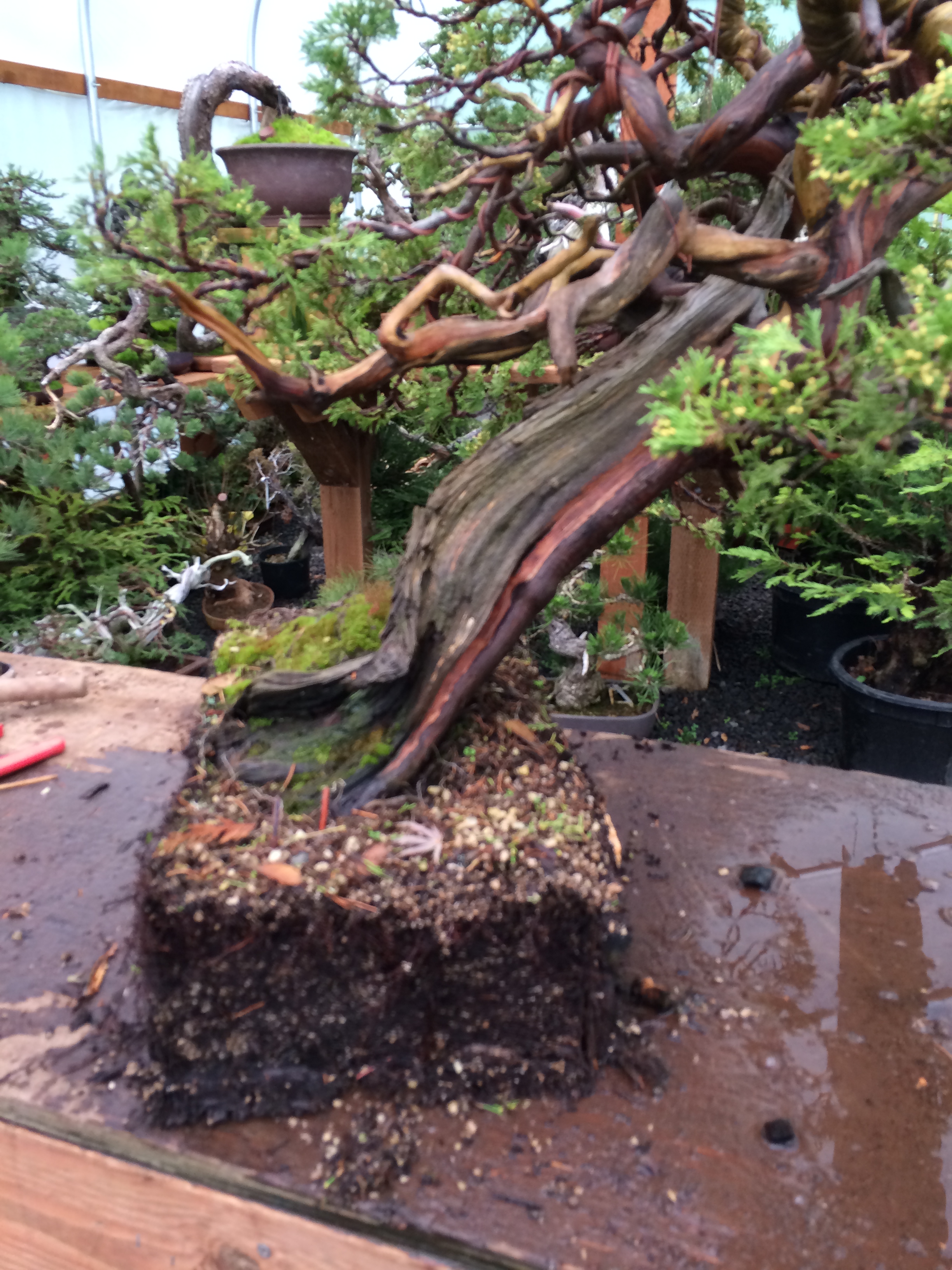 More blur, but a great view of the healthy root system of this collected tree in pumice that it went into immediately after collection by the talented Randy Knight.