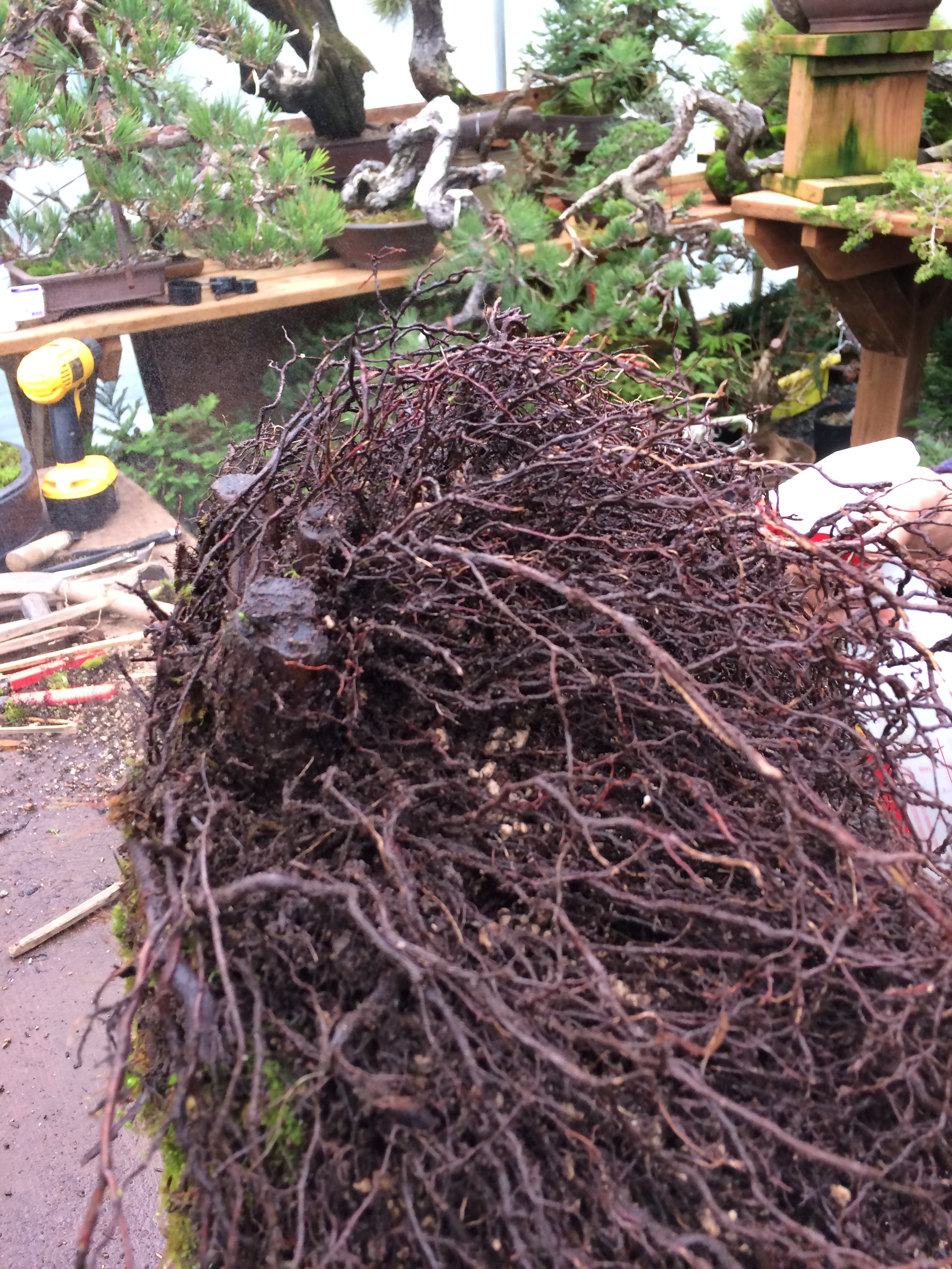 Reducing the root mass in an area of the rootball that will be above soil level at it's final planting angle.