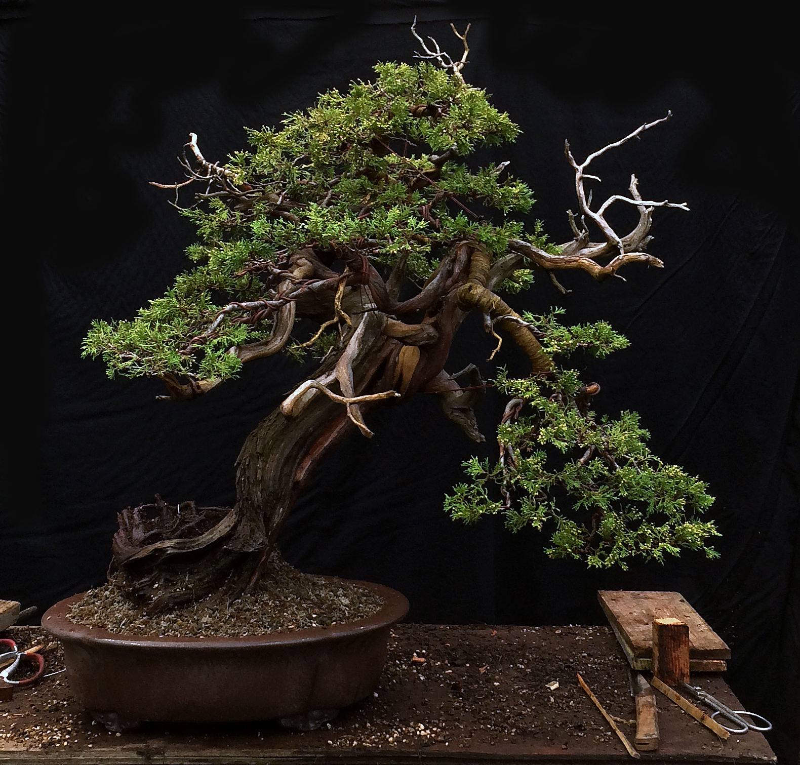 Done for now. An impressive base is revealed as Ryan and I relocate roots to fit into the pot. Over time, some of the still raised roots will be eliminated. 