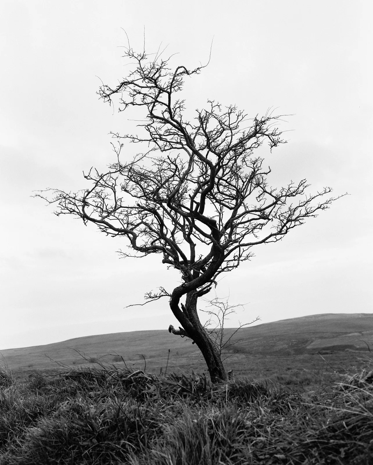 Hawthorn Tree No.1 ©Laurence Gibson