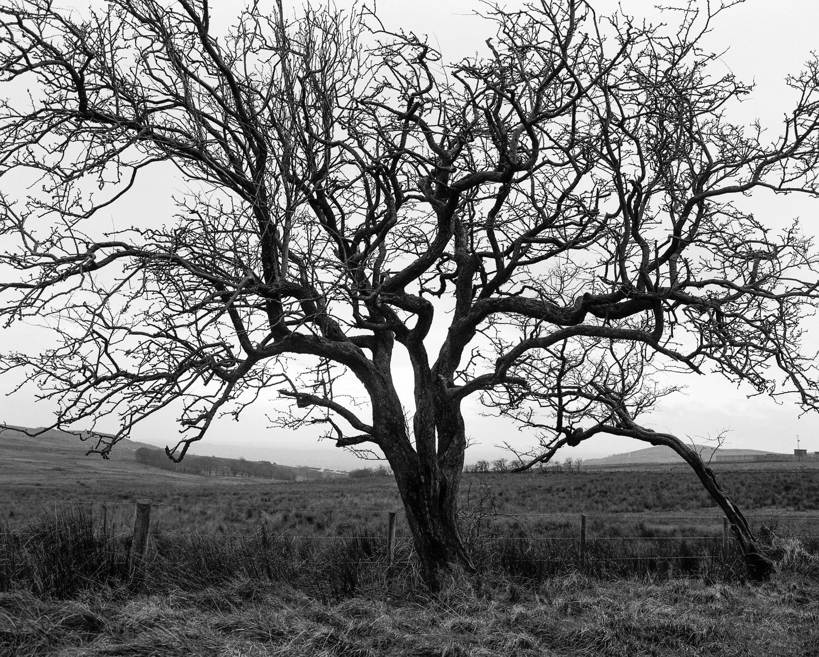Hawthorn Tree No 3 ©Laurence Gibson