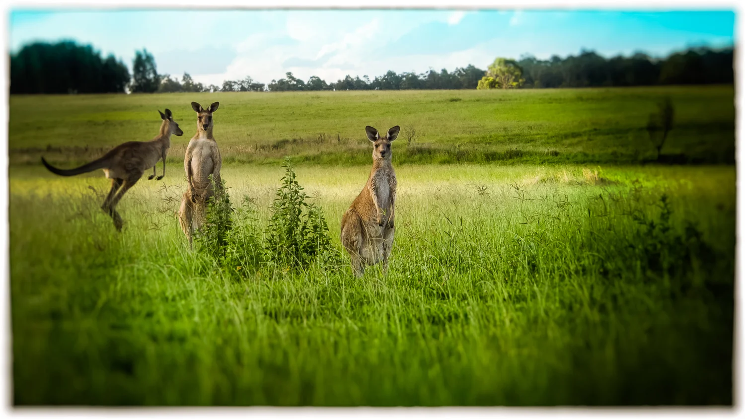"Three Roos For Youz"
