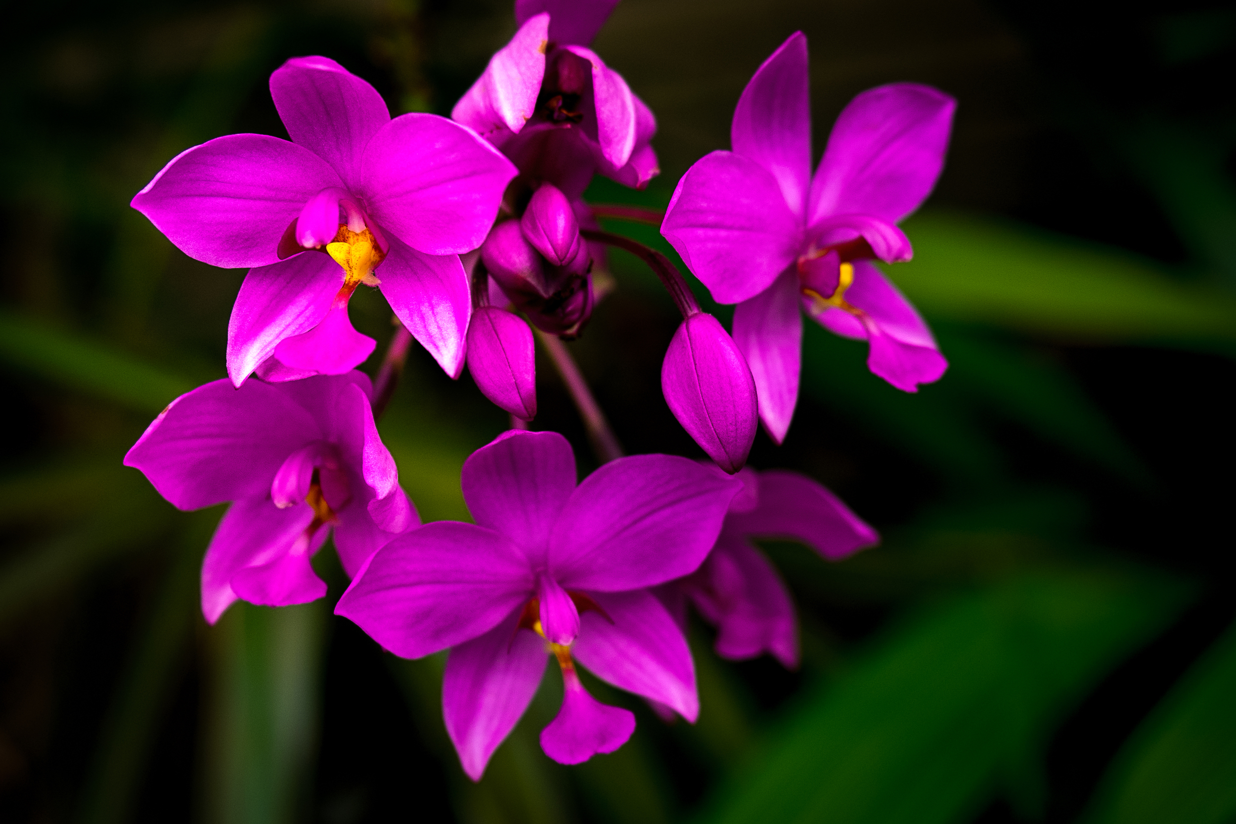 "Filipino Ground Orchids"