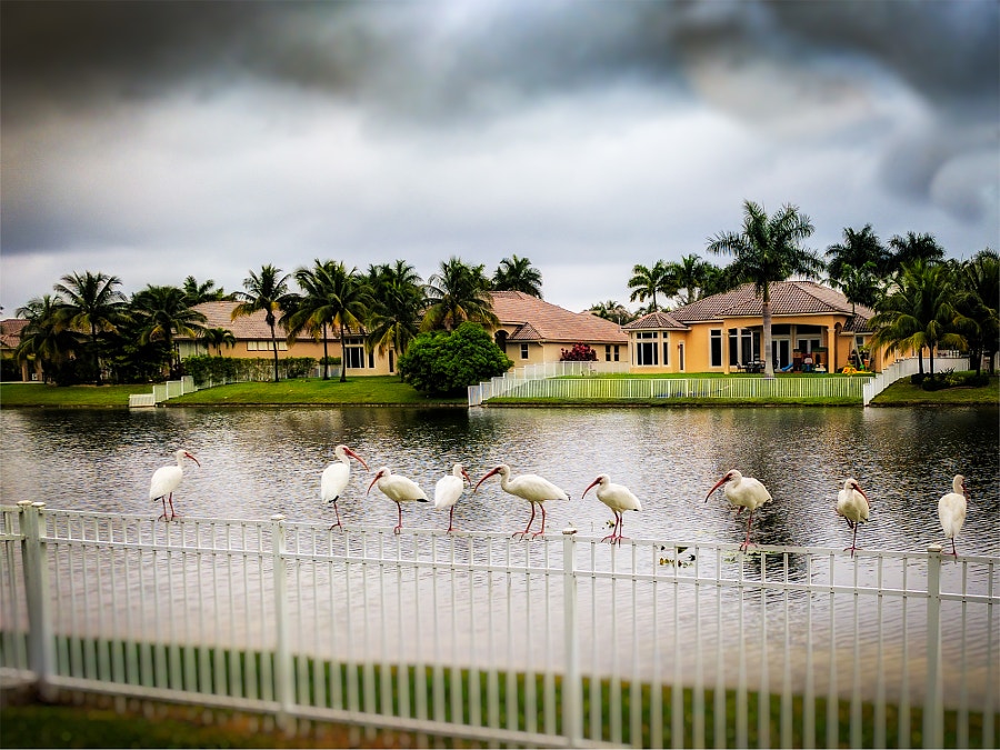 The Ibis Drinking Club