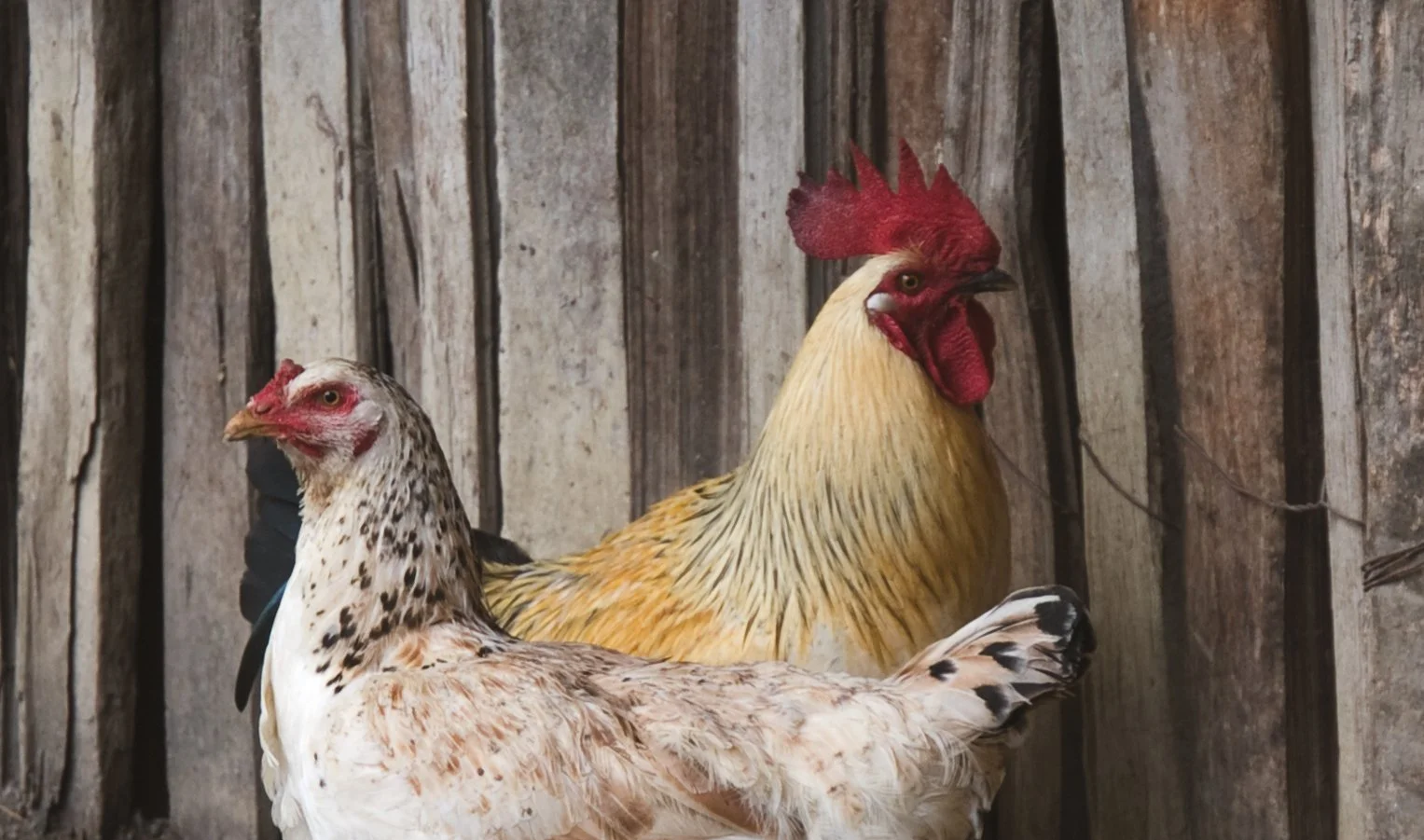 Rooster_Chicken_Farm_Peru_PhotoAngieMosier-63.jpg