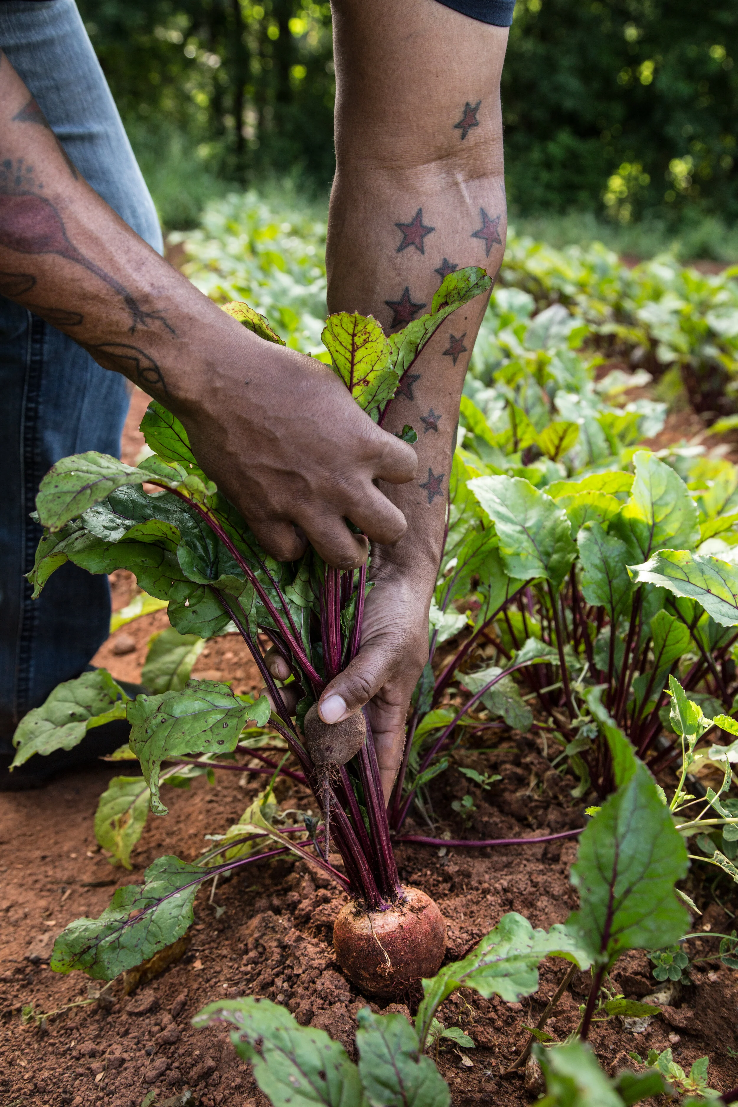 ToddRichards_Hands_Beets_AngieMosier.jpg