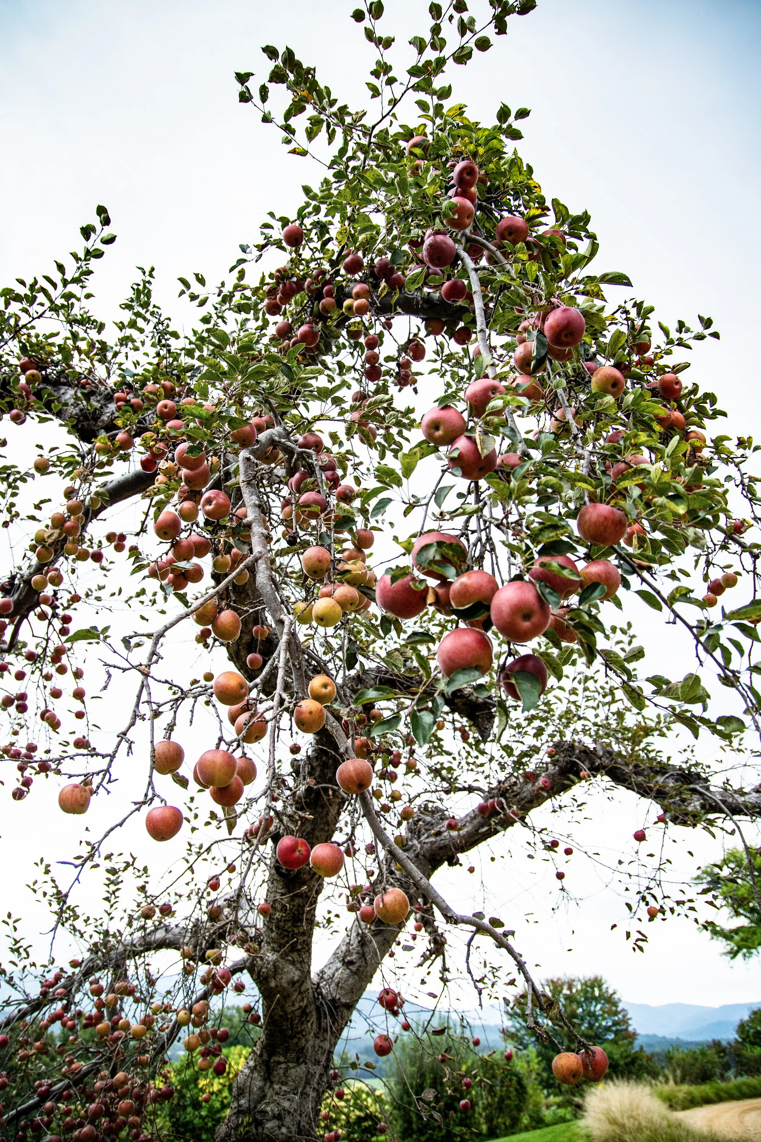 Apples_AncientTree_Virginia_PhotoAngieMosier-0628.jpg