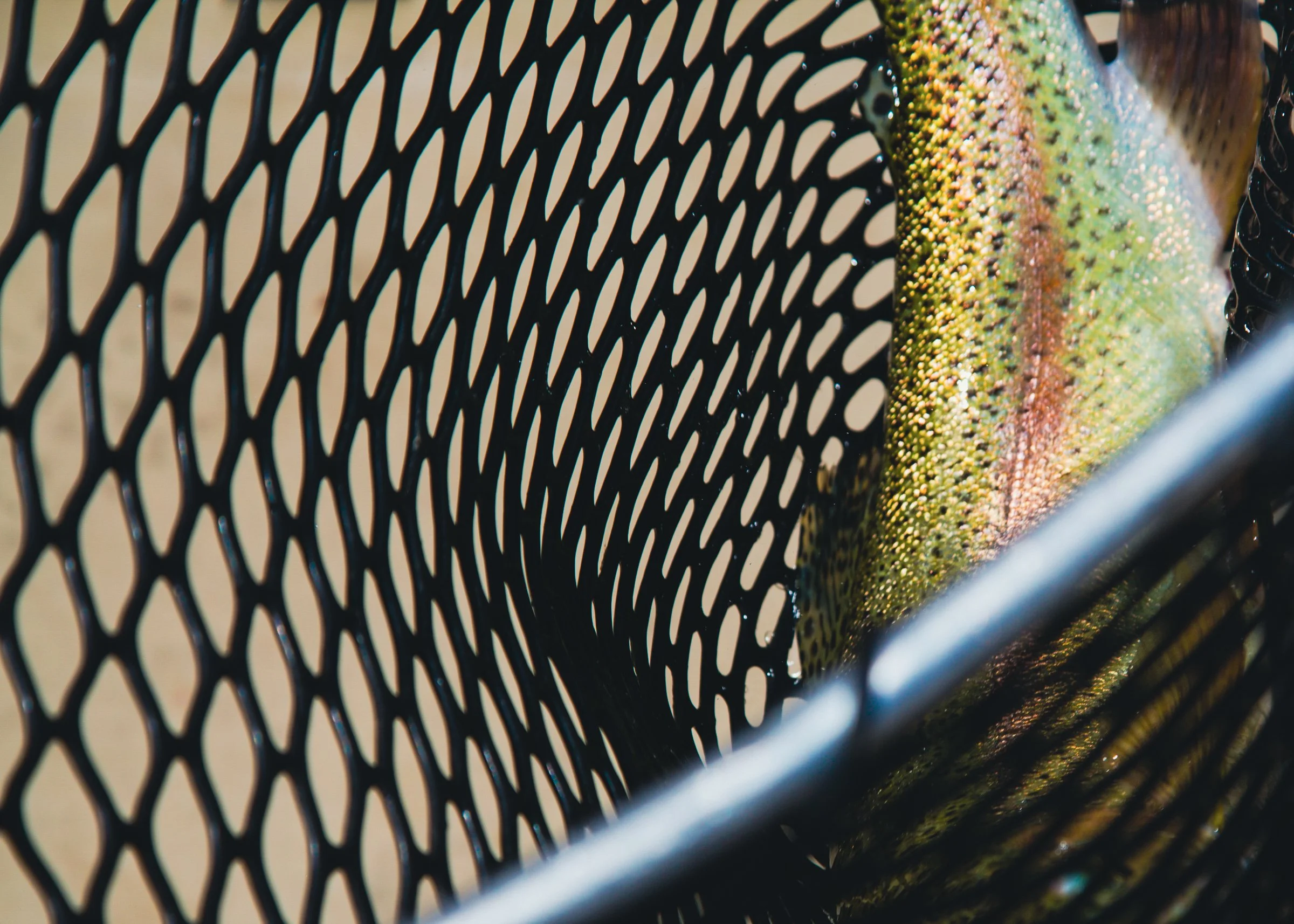 Montana_Trout_FlyFishing_PhotoAngieMosier-31.jpg