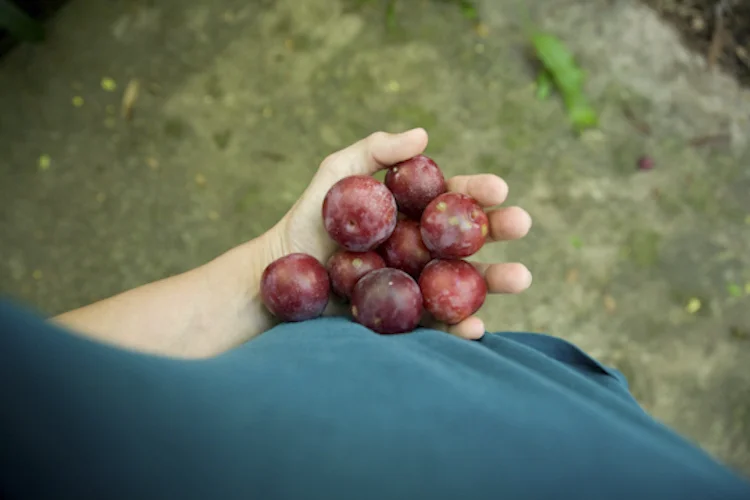 small harvest