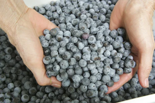 harvest: blueberries