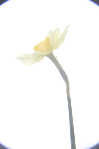 first daffodil