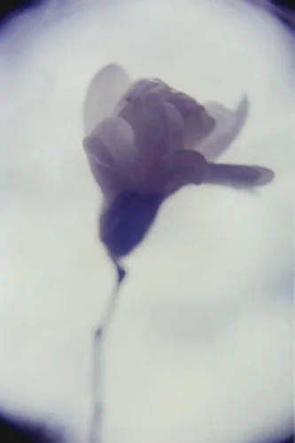 japanese magnolia