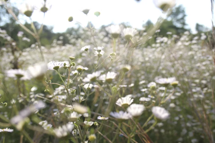 quarry flowers