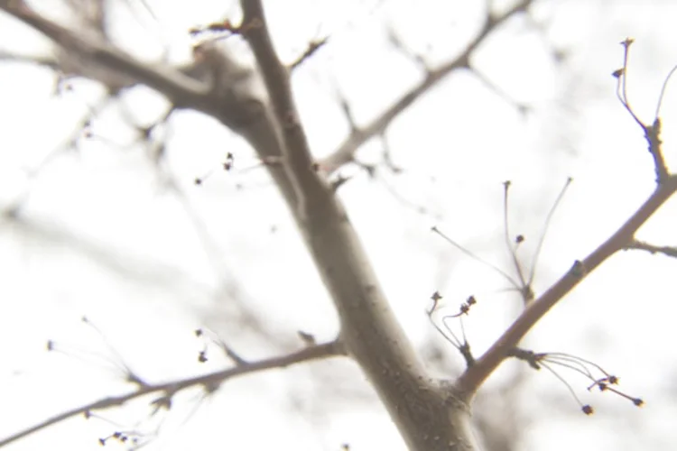 winter branches