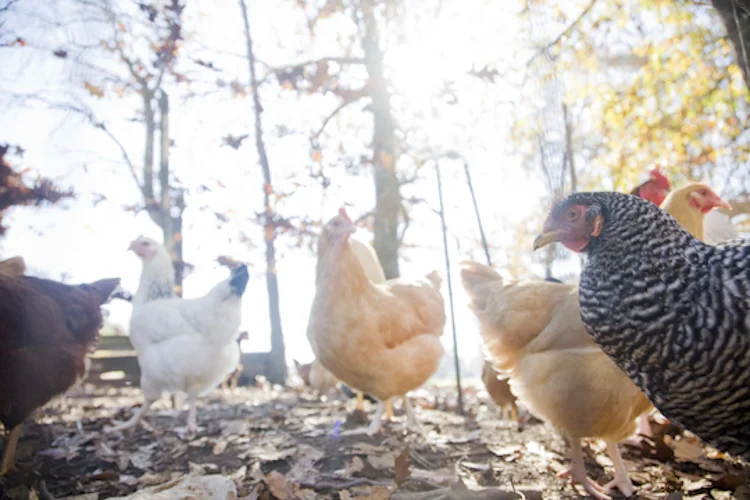 hens