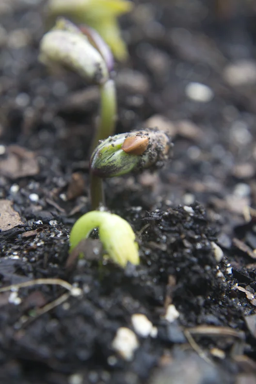 farmer_d_SOW-0254.jpg