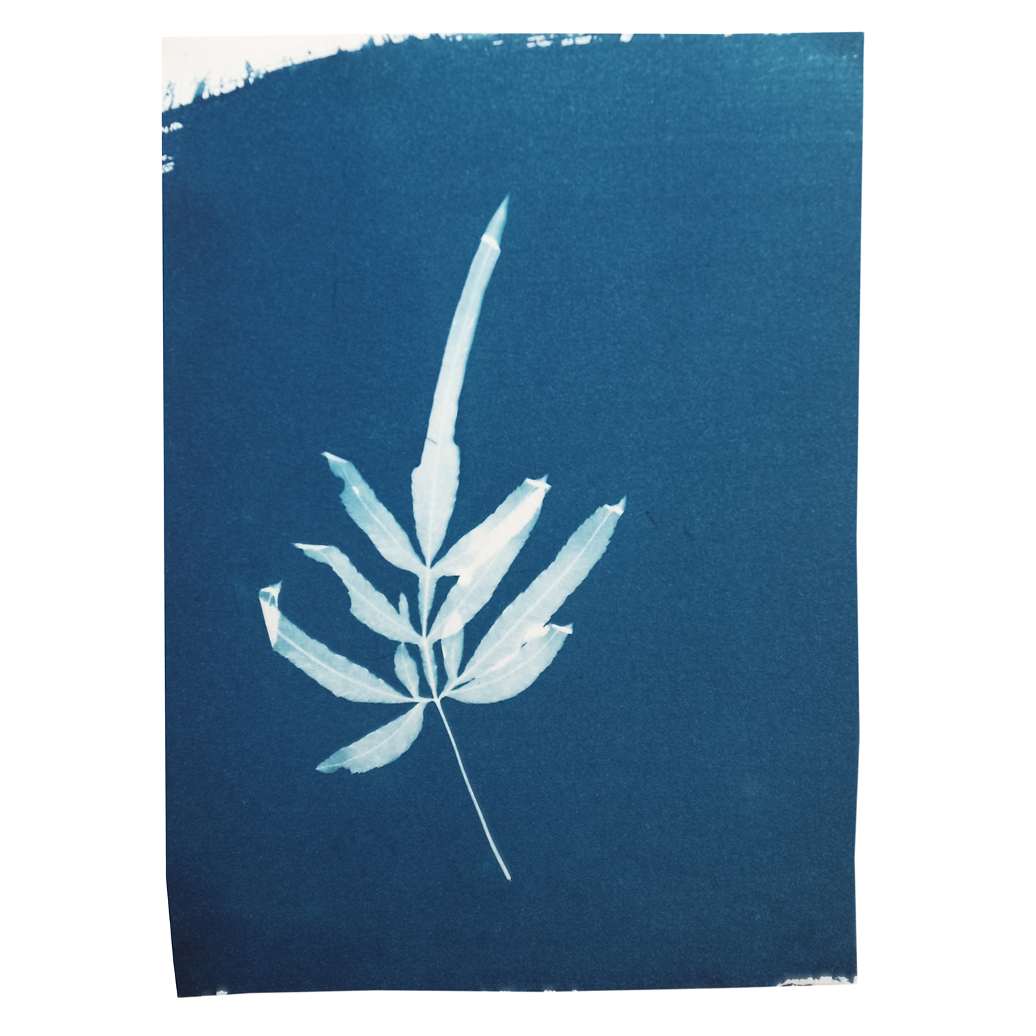 pterisfern.jpg