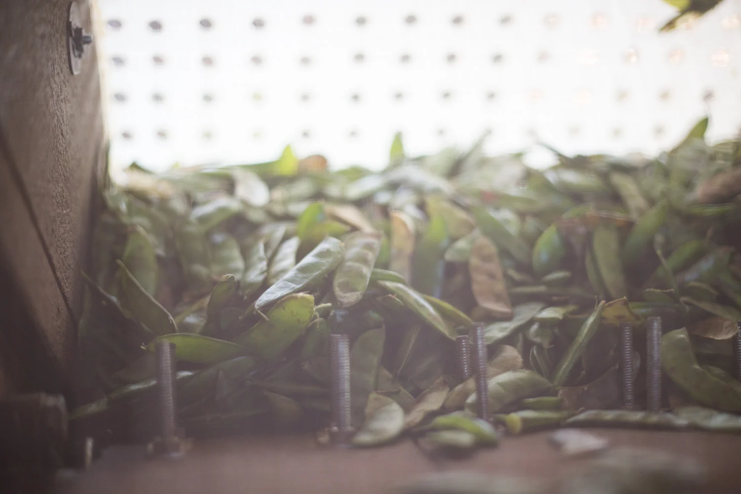fall_pea shelling_homemade-8764.jpg