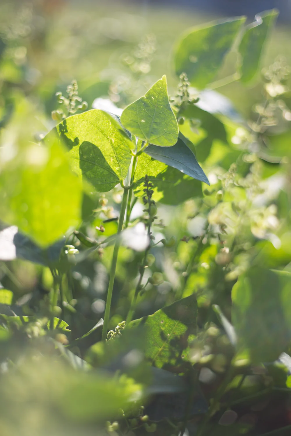 fall_pea shelling_homemade-8790.jpg