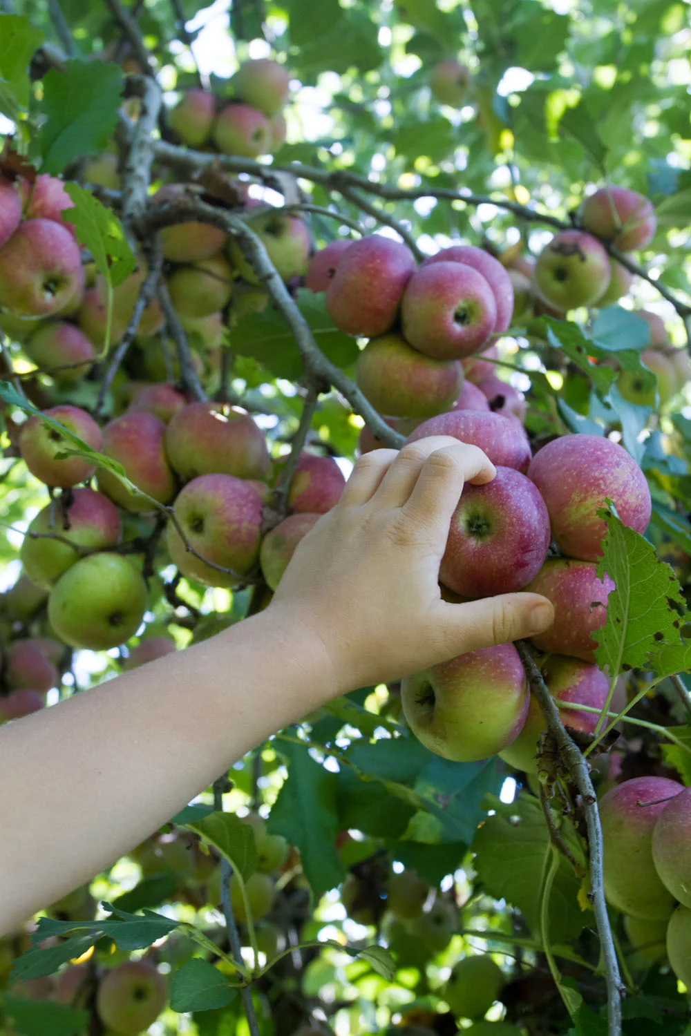 early fall_apples-5302.jpg