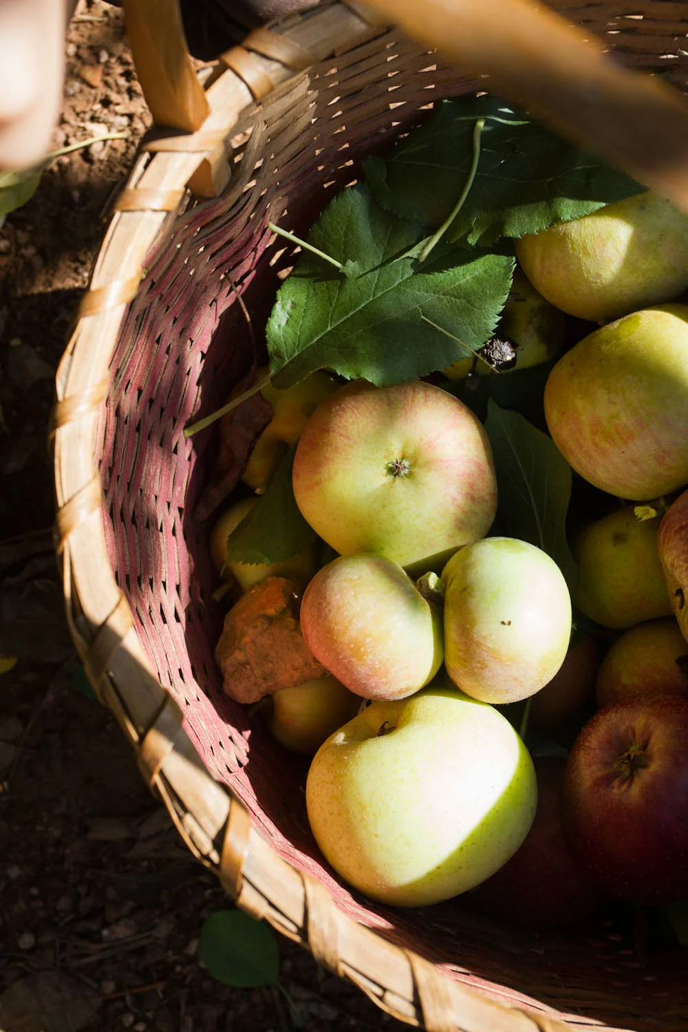 early fall_apples-5346.jpg