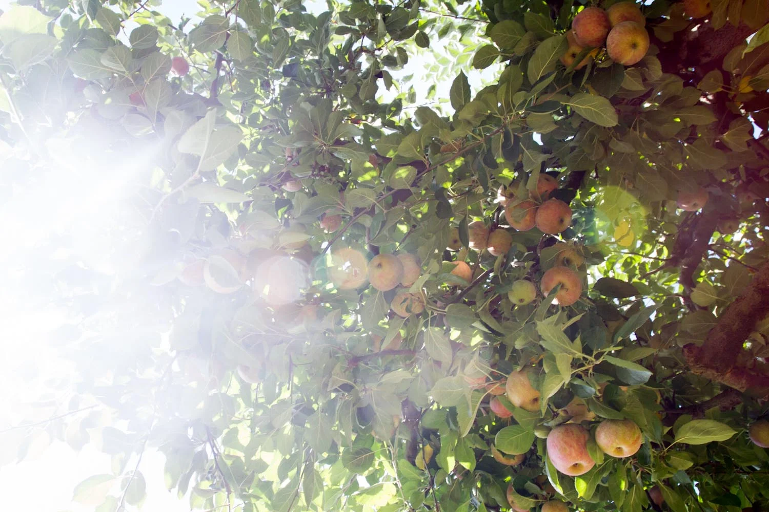 early fall_apples-5355.jpg