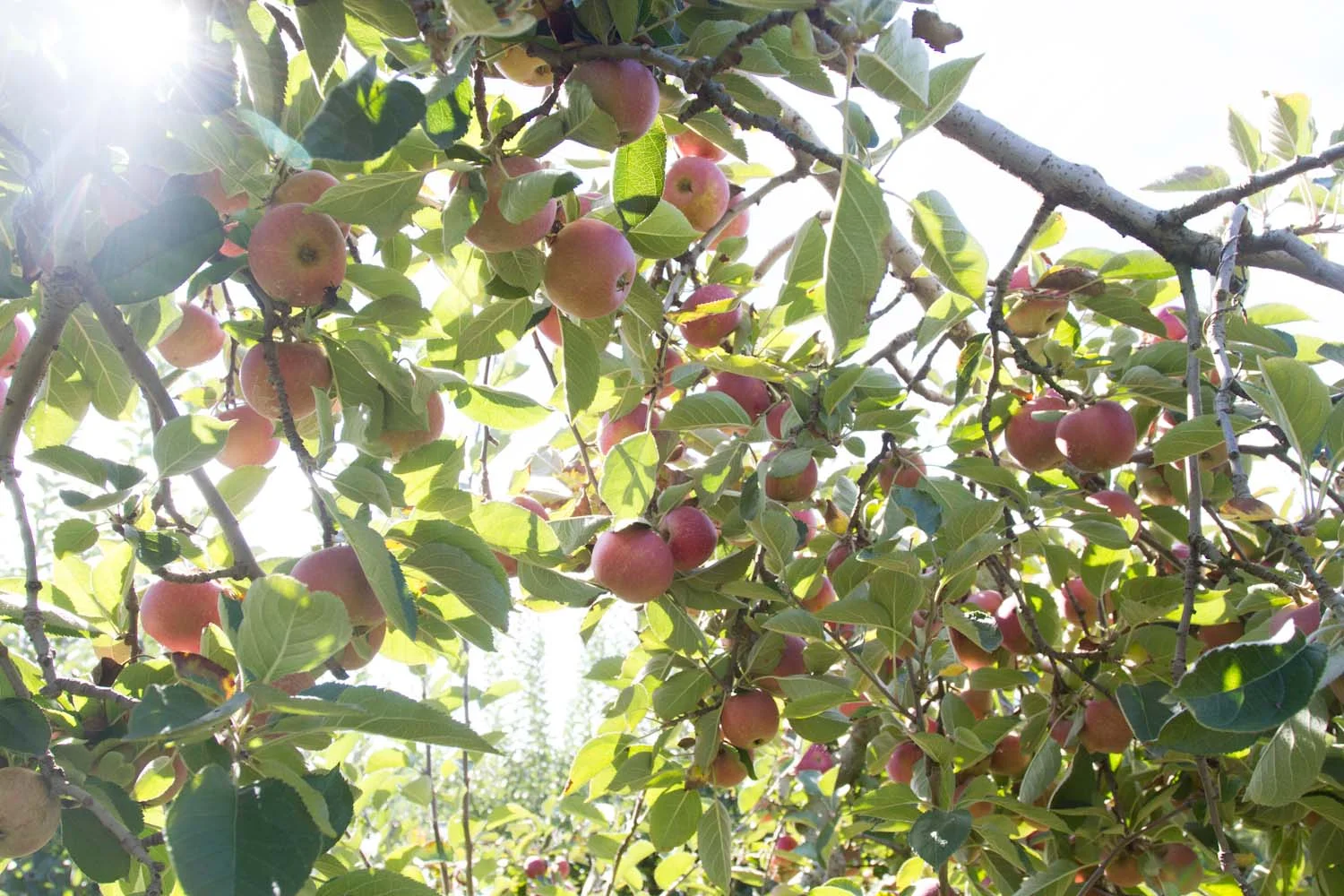early fall_apples-5368.jpg