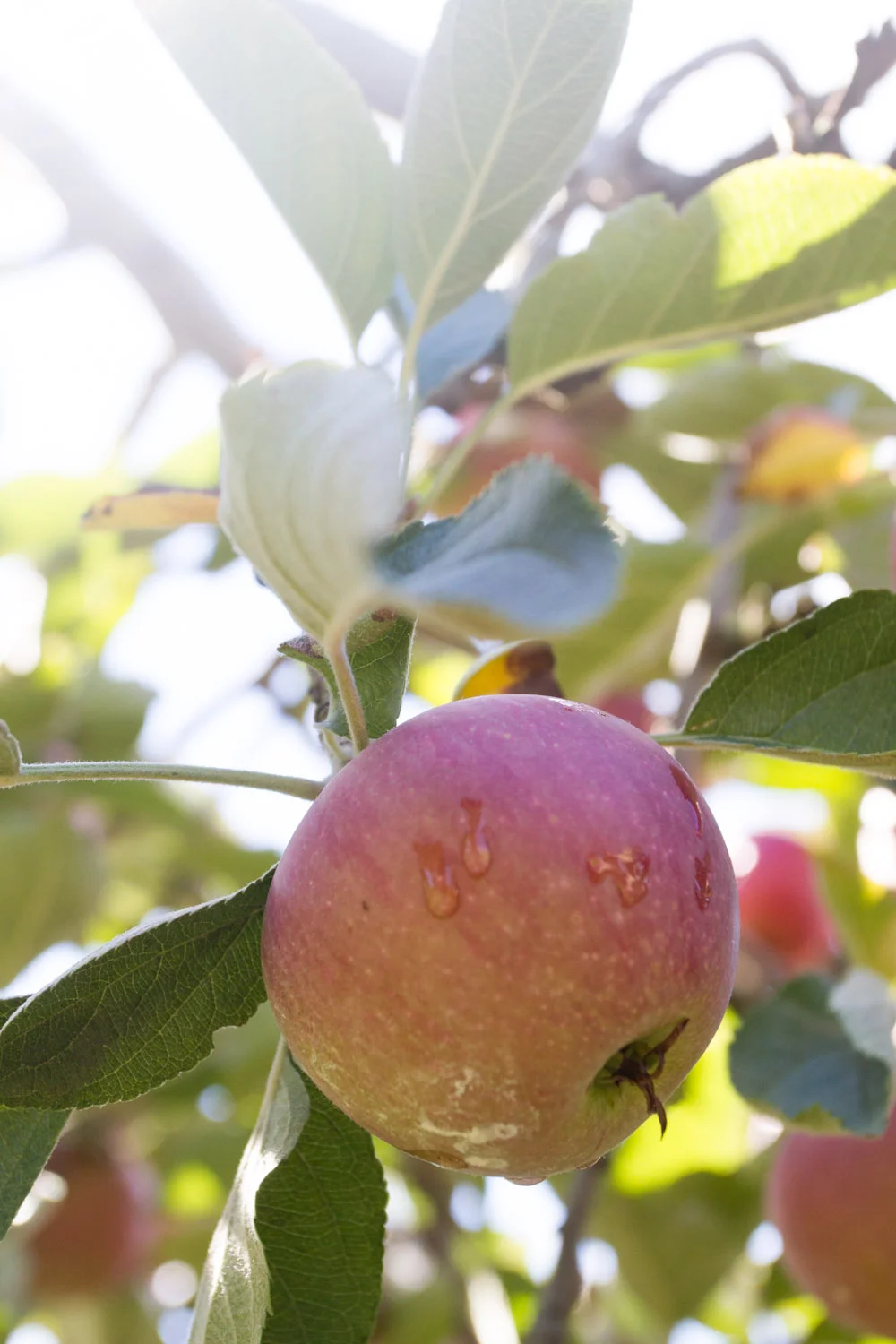 early fall_apples-5372.jpg