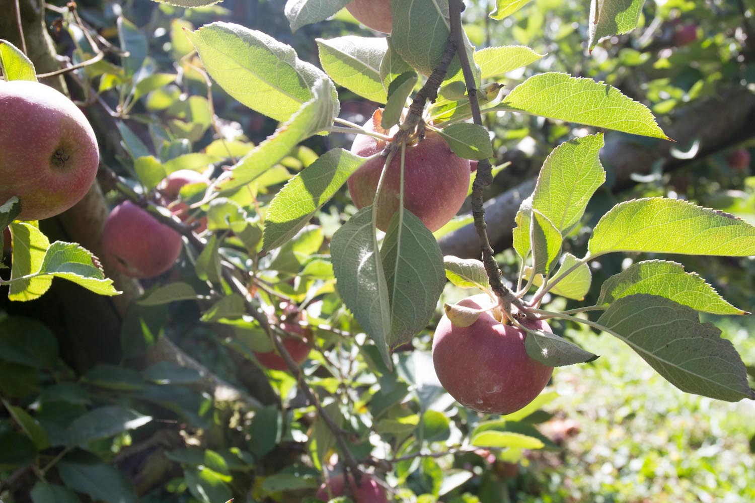 early fall_apples-5378.jpg