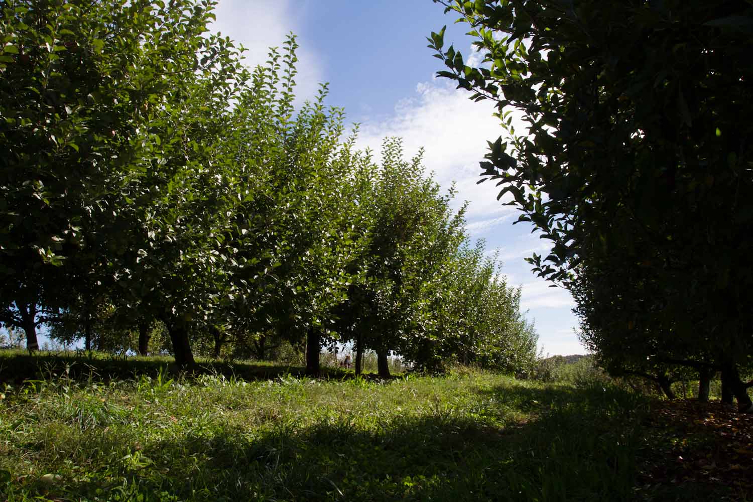 early fall_apples-5380.jpg