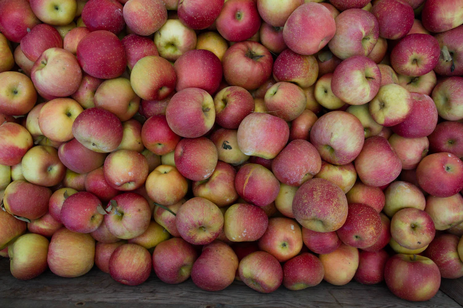 early fall_apples-5400.jpg